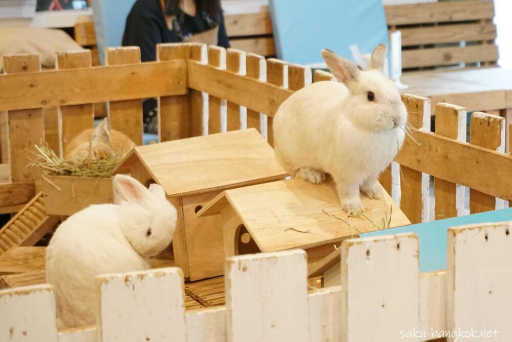 バンコクのうさぎカフェ Rabbito Cafe でもふもふして癒やされてきた サクのバンコク生活日記